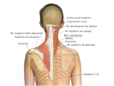 Cervicalgia / Cervicobraquialgia